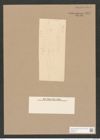 Pleurosigma smithii Grun. (de-Toni-Nr.: Genus 13, Species 1081) Zeichnungen Sammlung Grunow Nr. 1979 (NHMW-BOT-W0369127)